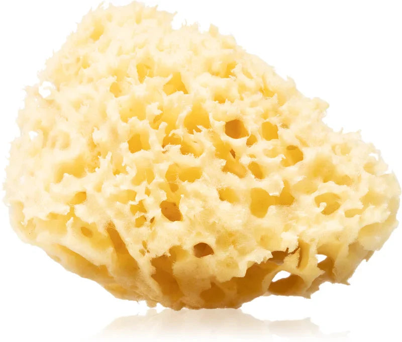 Huygens Clear Natural Mediterranean Sea Sponge