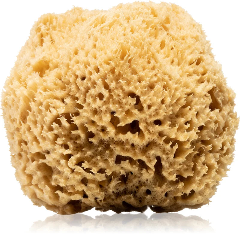 Huygens Natural Mediterranean Sea Sponge